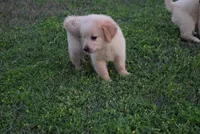 Bobby, a male Goldendoodle for sale in Jacksonville, GA – Photo 2 of 5