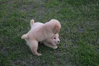 Bobby, a male Goldendoodle for sale in Jacksonville, GA – Photo 5 of 5