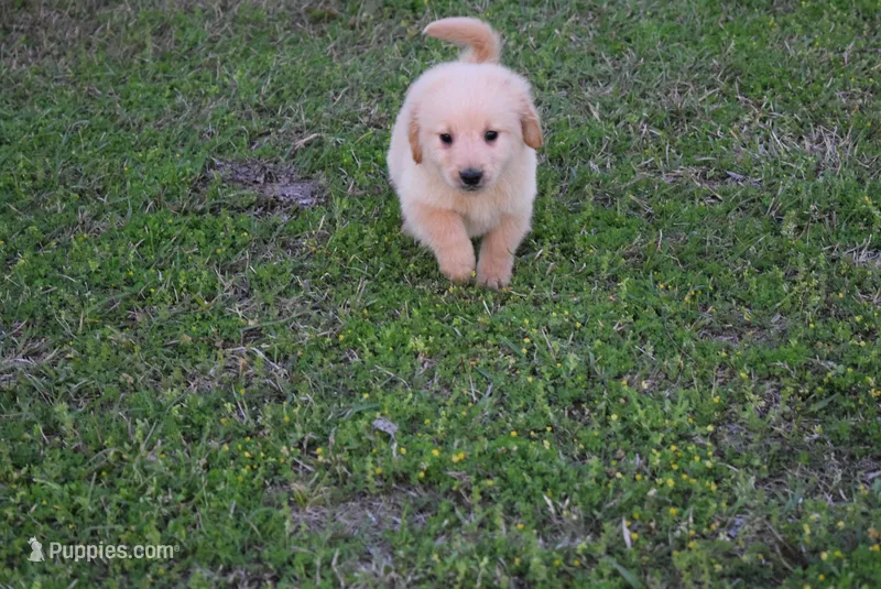 Bobby – Goldendoodle puppy for sale in Jacksonville, GA
