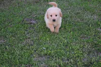 Bobby, a male Goldendoodle for sale in Jacksonville, GA – Photo 1 of 5