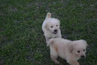 Bobby, a male Goldendoodle for sale in Jacksonville, GA – Photo 3 of 5