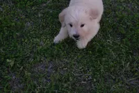 Bobby, a male Goldendoodle for sale in Jacksonville, GA – Photo 4 of 5