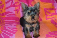 ROSE, a female Yorkshire Terrier for sale in Jacksonville, GA – 3 of 6