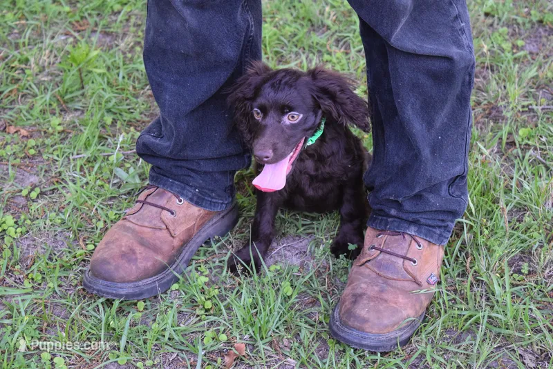 Hunter – Boykin Spaniel puppy for sale in Jacksonville, GA