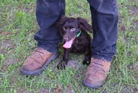 Hunter, a male Boykin Spaniel for sale in Jacksonville, GA – 1 of 10