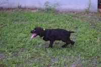 Hunter, a male Boykin Spaniel for sale in Jacksonville, GA – 9 of 10
