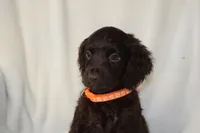 Tango, a female Boykin Spaniel for sale in Jacksonville, GA – 3 of 6