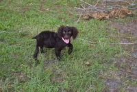 BUCKSHOT, a male Boykin Spaniel for sale in Jacksonville, GA – 6 of 9