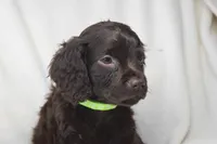 Dixie Morgan, a female Boykin Spaniel for sale in Jacksonville, GA – 3 of 7