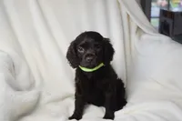 Dixie Morgan, a female Boykin Spaniel for sale in Jacksonville, GA – 4 of 7