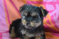DALLAS, a female Miniature Schnauzer and Yorkshire Terrier for sale in Jacksonville, GA – 6 of 6
