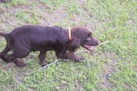 BUCKSHOT, a male Boykin Spaniel for sale in Jacksonville, GA – 2 of 9