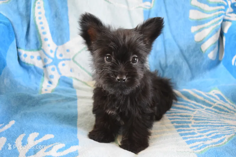 Runner – Yorkshire Terrier puppy for sale in Jacksonville, GA