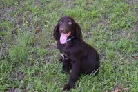BoJangles, a male Boykin Spaniel for sale in Jacksonville, GA – 6 of 7