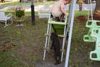 Camo, a male Boykin Spaniel for sale in Jacksonville, GA – 9 of 9