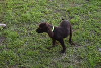 Camo, a male Boykin Spaniel for sale in Jacksonville, GA – 7 of 9