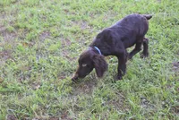 BoJangles, a male Boykin Spaniel for sale in Jacksonville, GA – 7 of 7