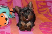 ROSE, a female Yorkshire Terrier for sale in Jacksonville, GA – 2 of 6