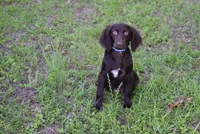 BoJangles, a male Boykin Spaniel for sale in Jacksonville, GA – 3 of 7