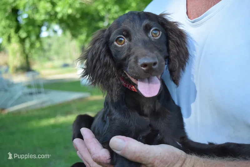 Jack – Boykin Spaniel puppy for sale in Jacksonville, GA
