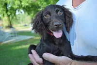 Jack, a male Boykin Spaniel for sale in Jacksonville, GA – 1 of 8