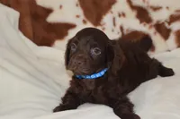 Wrangler, a male Boykin Spaniel for sale in Jacksonville, GA – 6 of 7