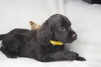 Sunshine, a female Boykin Spaniel for sale in Jacksonville, GA – 6 of 8