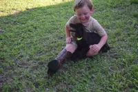 Camo, a male Boykin Spaniel for sale in Jacksonville, GA – 8 of 9