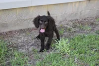 Hunter, a male Boykin Spaniel for sale in Jacksonville, GA – 2 of 10