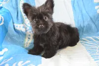 Runner, a male Yorkshire Terrier for sale in Jacksonville, GA – 4 of 8