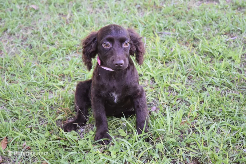 Mystery – Boykin Spaniel puppy for sale in Jacksonville, GA