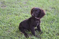 Mystery, a female Boykin Spaniel for sale in Jacksonville, GA – 1 of 9