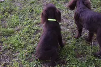 Camo, a male Boykin Spaniel for sale in Jacksonville, GA – 6 of 9