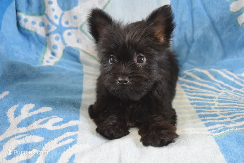 Runner – Yorkshire Terrier puppy for sale in Jacksonville, GA