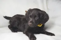 Sunshine, a female Boykin Spaniel for sale in Jacksonville, GA – 2 of 8