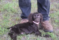BUCKSHOT, a male Boykin Spaniel for sale in Jacksonville, GA – 3 of 9