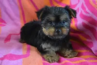 DALLAS, a female Miniature Schnauzer and Yorkshire Terrier for sale in Jacksonville, GA – 3 of 6