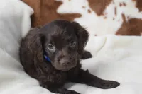 Wrangler, a male Boykin Spaniel for sale in Jacksonville, GA – 7 of 7