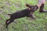 BUCKSHOT, a male Boykin Spaniel for sale in Jacksonville, GA – 8 of 9