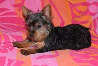 ROSE, a female Yorkshire Terrier for sale in Jacksonville, GA – 4 of 6