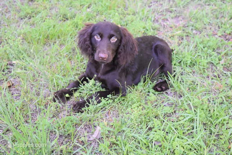BoJangles – Boykin Spaniel puppy for sale in Jacksonville, GA