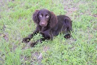 BoJangles, a male Boykin Spaniel for sale in Jacksonville, GA – 1 of 7