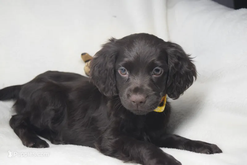 Sunshine – Boykin Spaniel puppy for sale in Jacksonville, GA