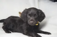 Sunshine, a female Boykin Spaniel for sale in Jacksonville, GA – 1 of 8
