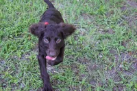Jack, a male Boykin Spaniel for sale in Jacksonville, GA – 8 of 8