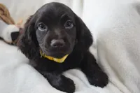 Sunshine, a female Boykin Spaniel for sale in Jacksonville, GA – 8 of 8