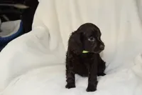 Dixie Morgan, a female Boykin Spaniel for sale in Jacksonville, GA – 5 of 7