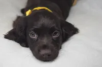 Sunshine, a female Boykin Spaniel for sale in Jacksonville, GA – 7 of 8