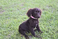 Mystery, a female Boykin Spaniel for sale in Jacksonville, GA – 3 of 9