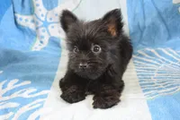 Runner, a male Yorkshire Terrier for sale in Jacksonville, GA – 5 of 8